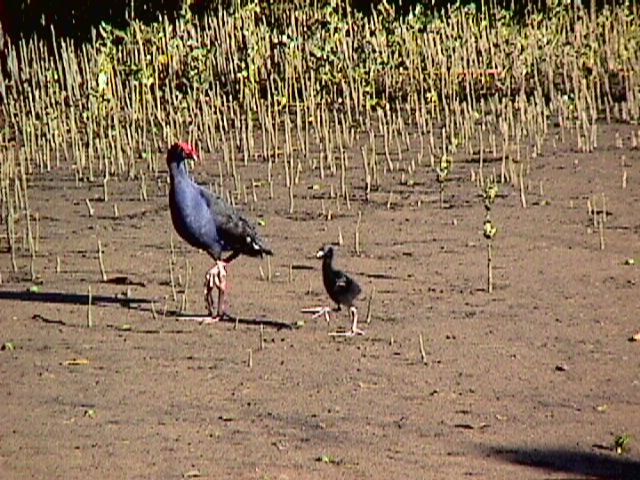 Pukeko and Baby in KeriKeri